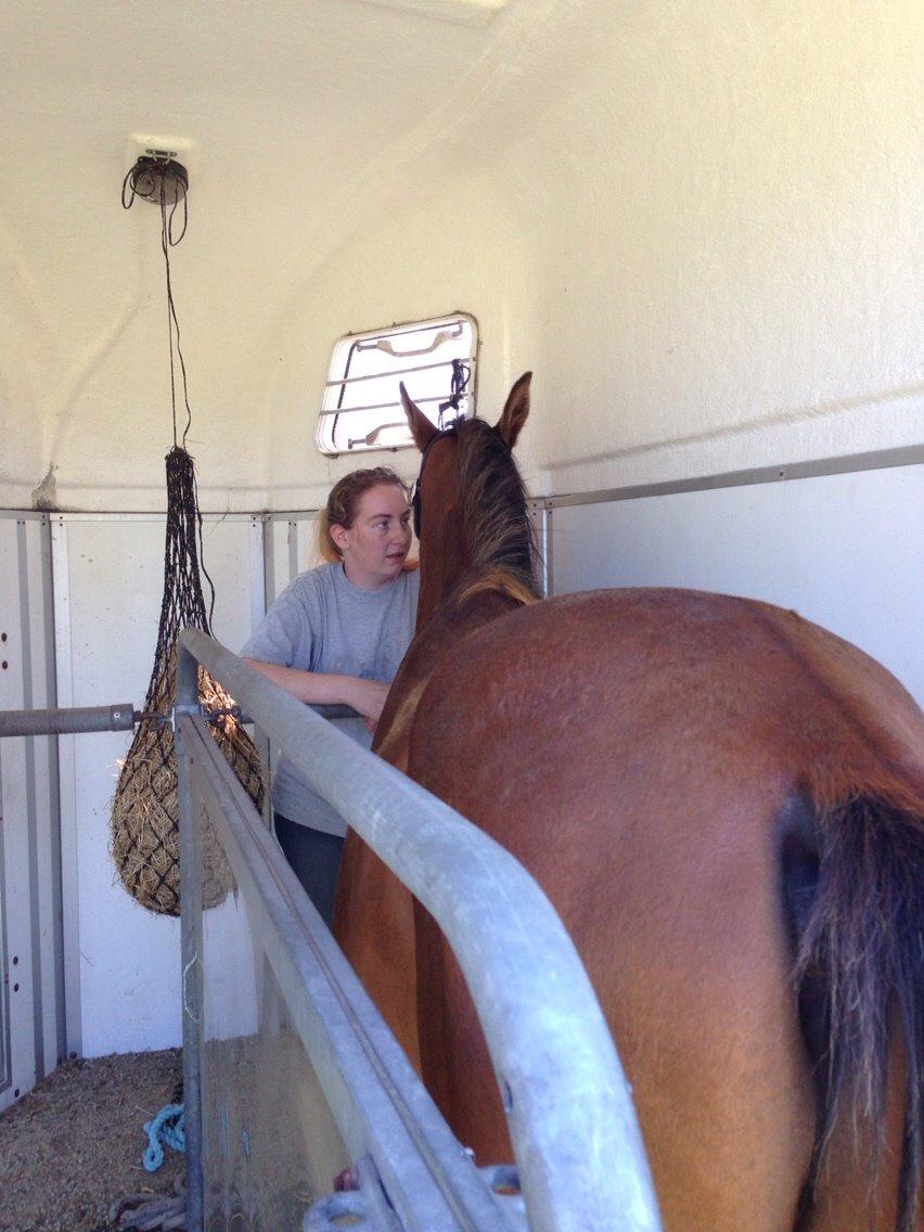 Arabisk fuldblod (OX) Sir Caspian Geza R I Pox billede 18