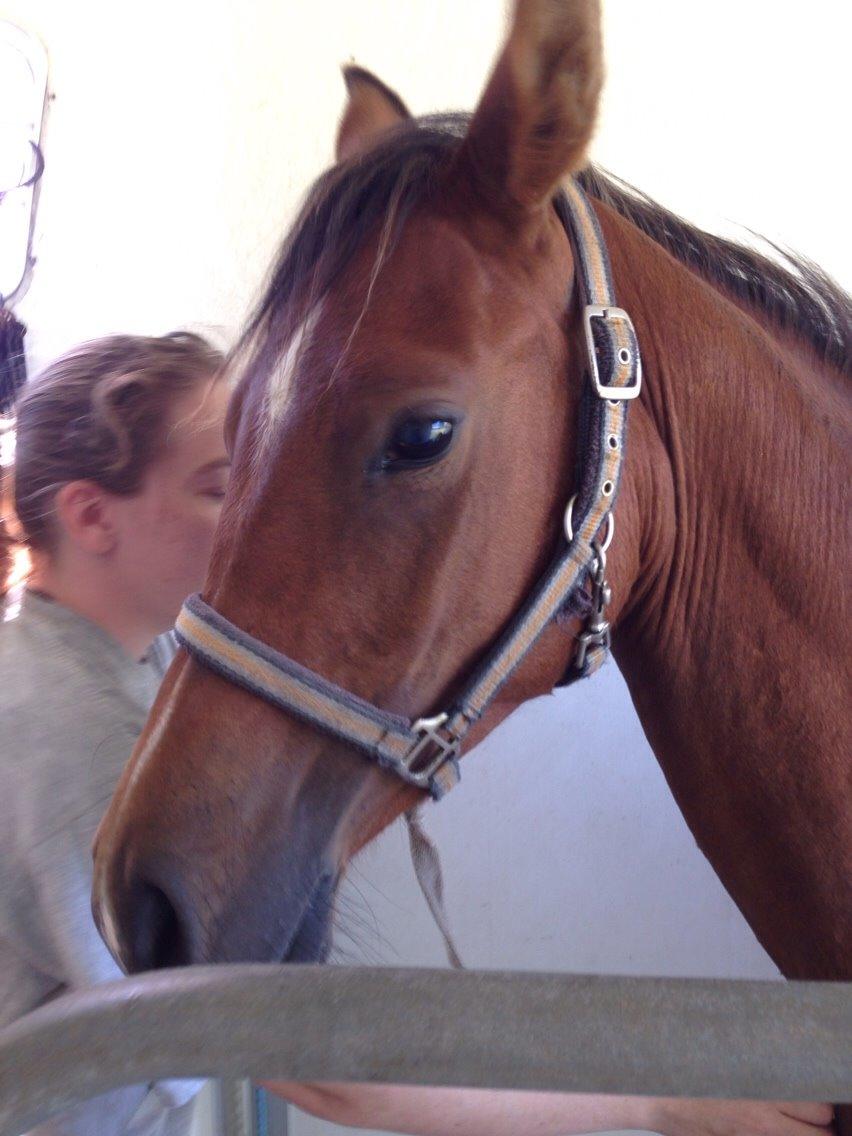 Arabisk fuldblod (OX) Sir Caspian Geza R I Pox billede 19