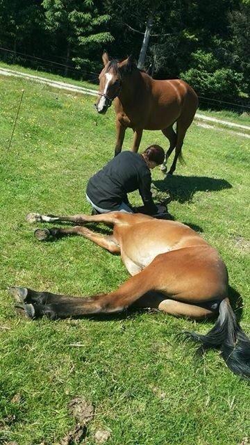 Arabisk fuldblod (OX) Sir Caspian Geza R I Pox billede 20