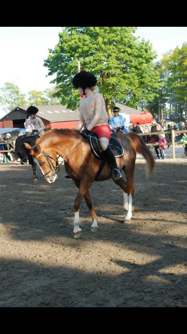 DSP Stenbakkegårds hoopers creek billede 16