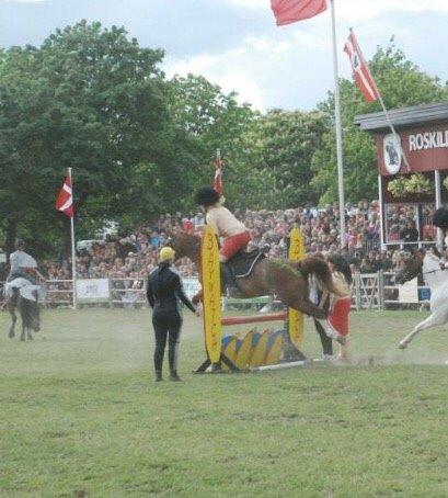 DSP Stenbakkegårds hoopers creek billede 20