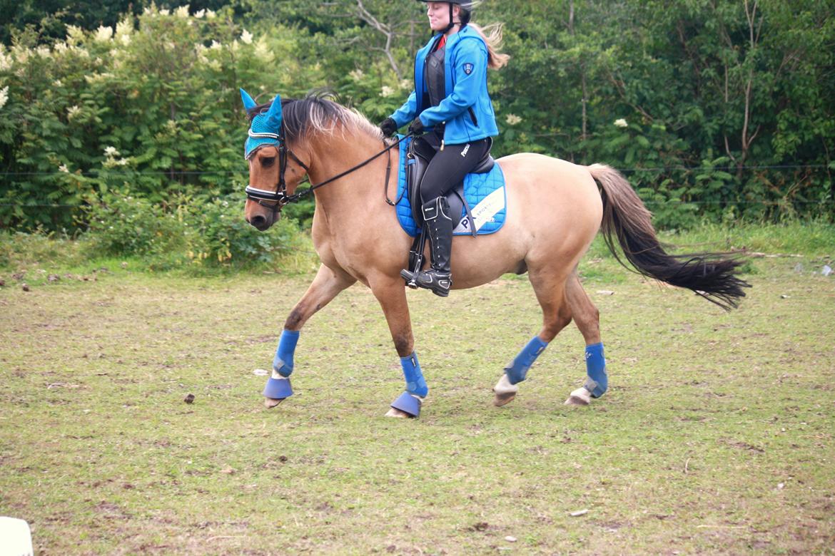 Anden særlig race Proud Polo billede 18