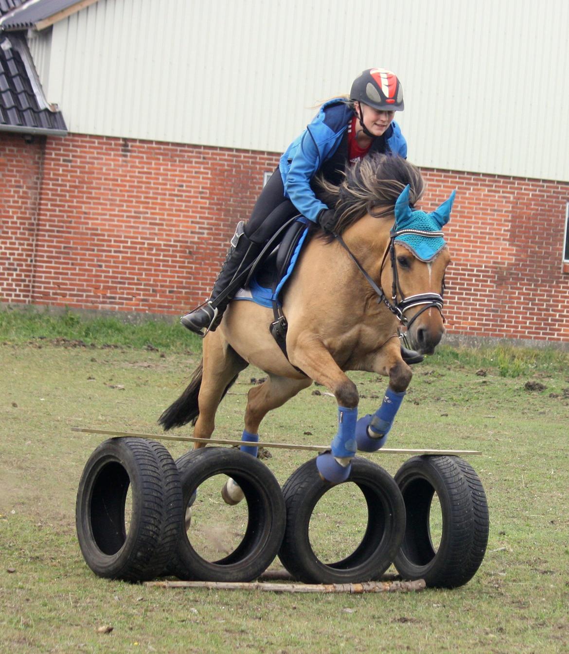 Anden særlig race Proud Polo billede 14
