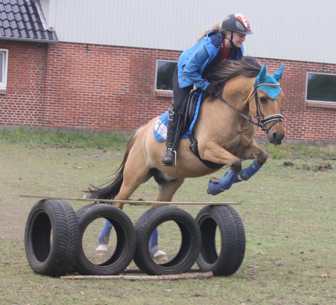 Anden særlig race Proud Polo billede 3
