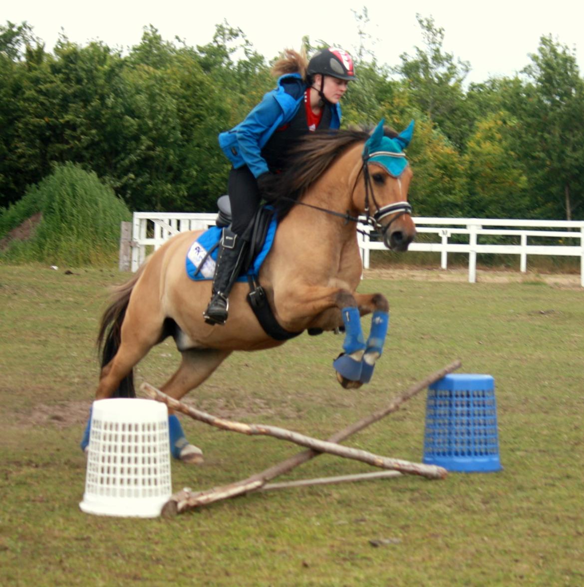 Anden særlig race Proud Polo billede 10