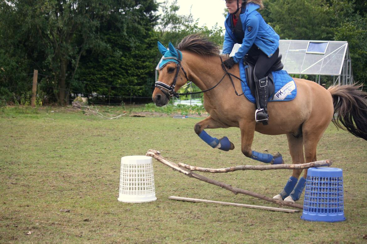 Anden særlig race Proud Polo billede 12