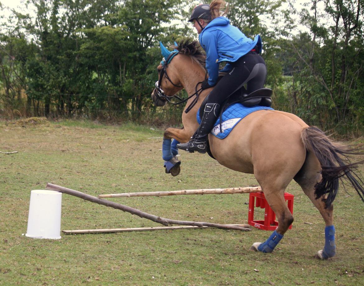 Anden særlig race Proud Polo billede 8