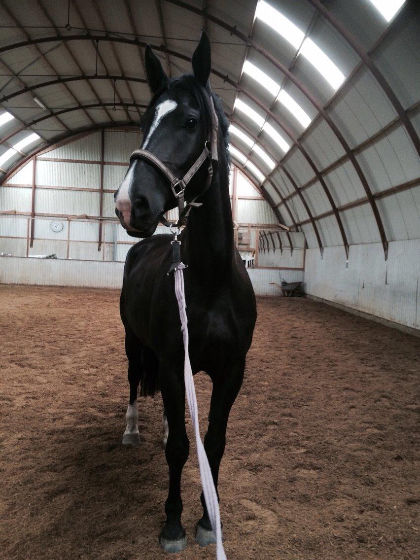 Oldenborg Gaya Hedegaard - sommer 2015 billede 13