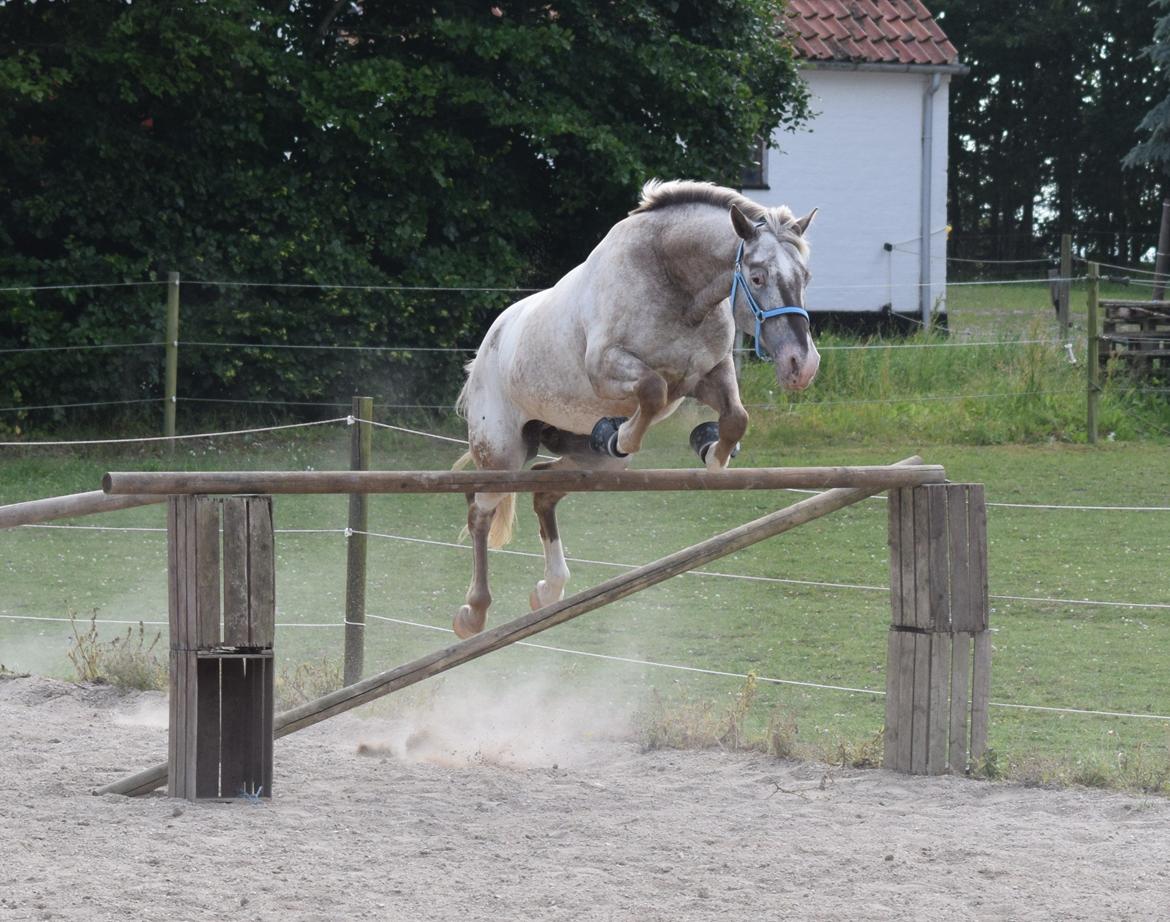 Anden særlig race Victor Gammelby - Victor hopper 130 i løsspring billede 3