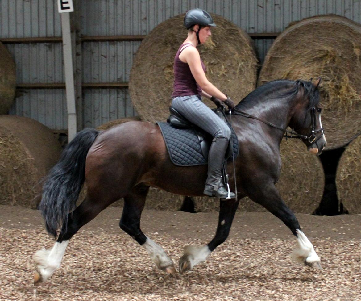 Welsh Cob (sec D) Kildegaards Sir Robert billede 7