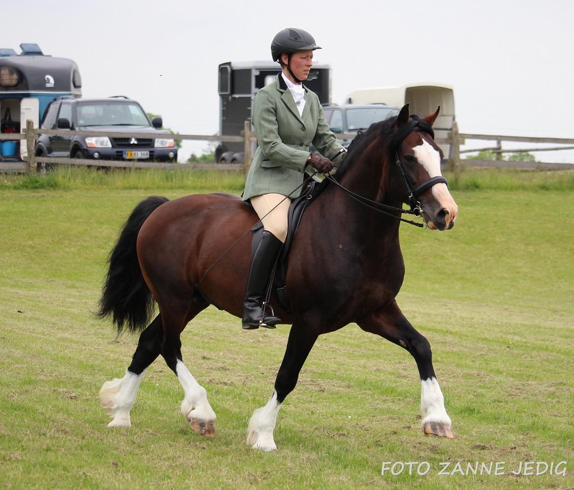 Welsh Cob (sec D) Kildegaards Sir Robert billede 6