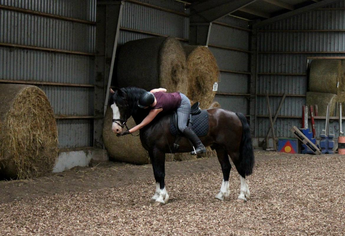 Welsh Cob (sec D) Kildegaards Sir Robert billede 8