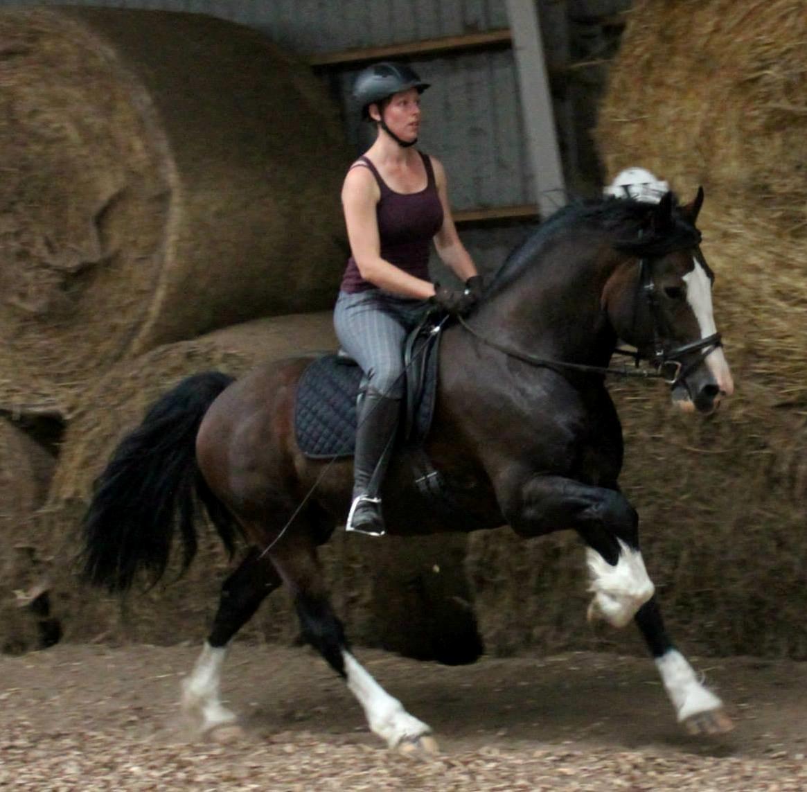 Welsh Cob (sec D) Kildegaards Sir Robert billede 9