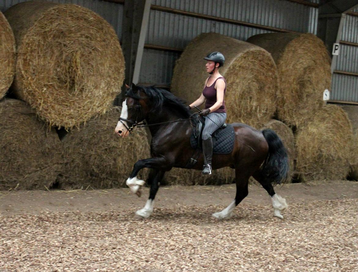 Welsh Cob (sec D) Kildegaards Sir Robert billede 10