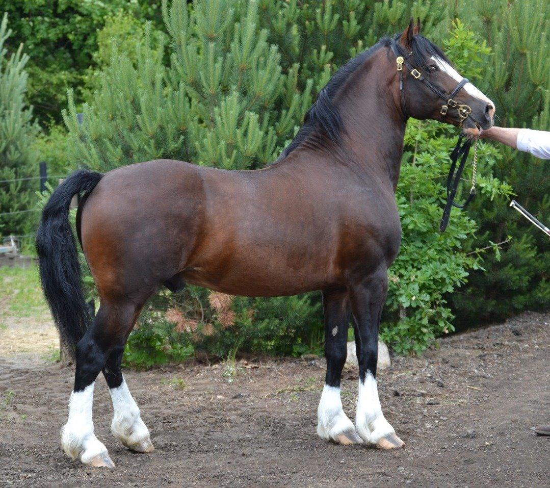 Welsh Cob (sec D) Kildegaards Sir Robert billede 11