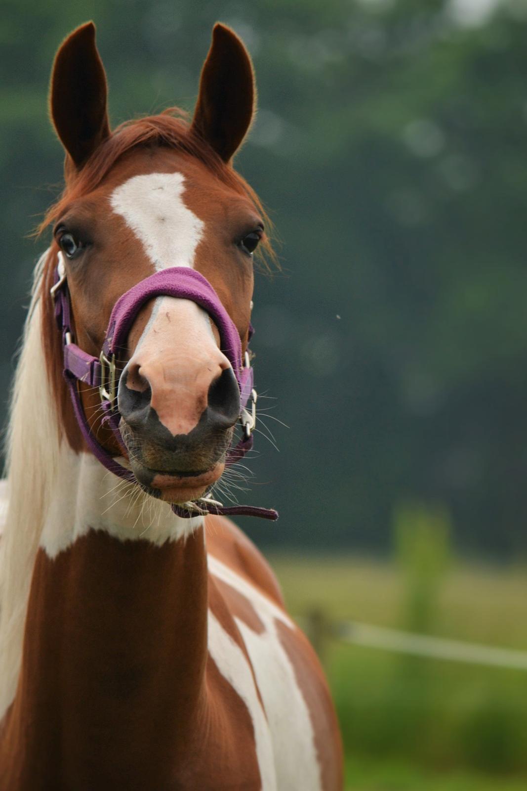 Anden særlig race Hope Silverstar - Hope 2015 - 3 år billede 2