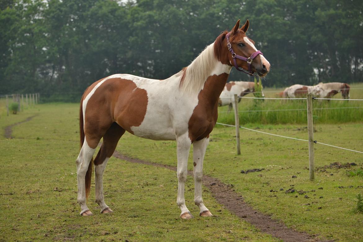 Anden særlig race Hope Silverstar - 2015 - Hope 3 år billede 3