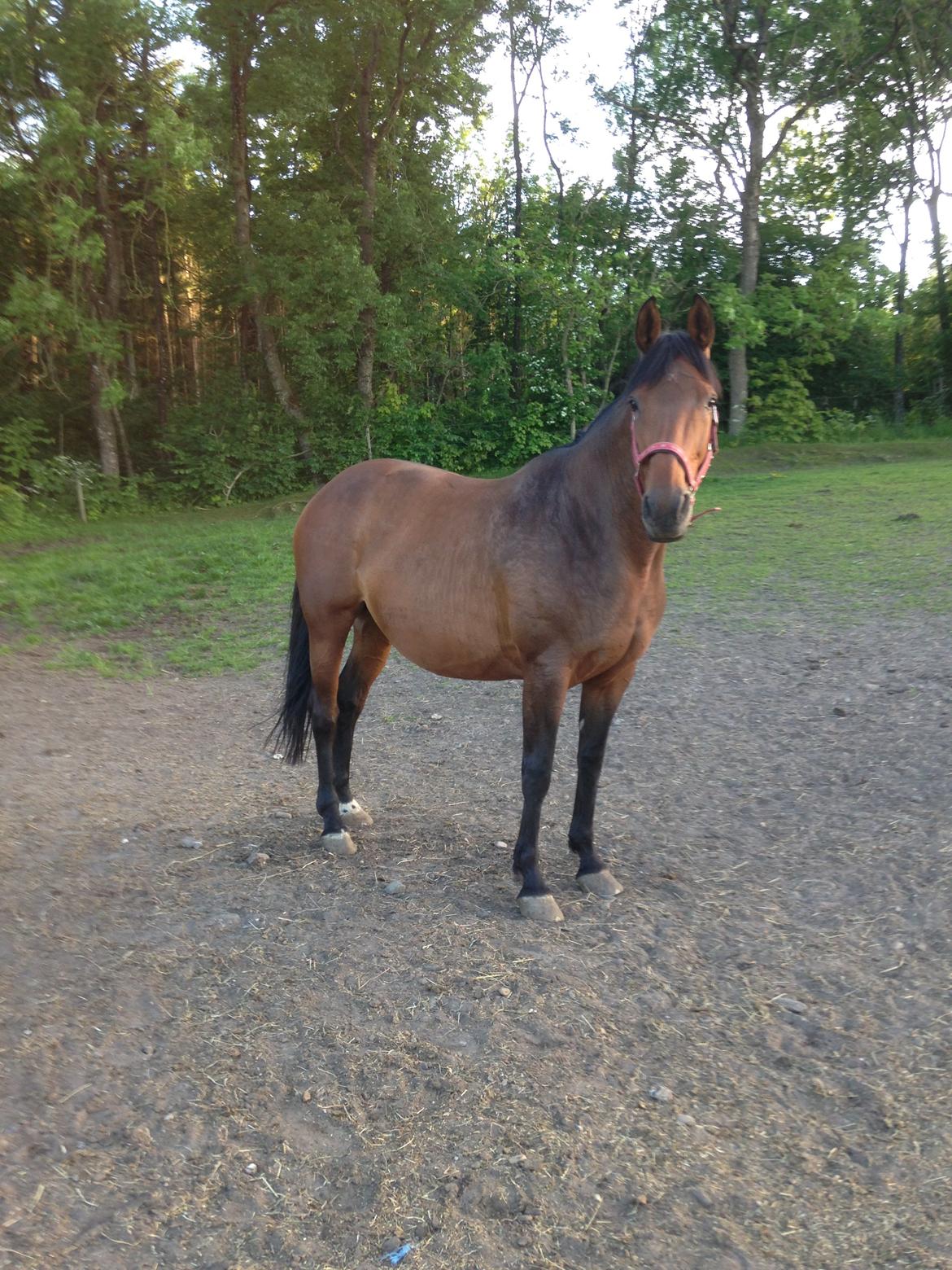 Hollandsk Varmblod Vuurpijl (Vega) - 1. døgn efter hun flyttede ind billede 11