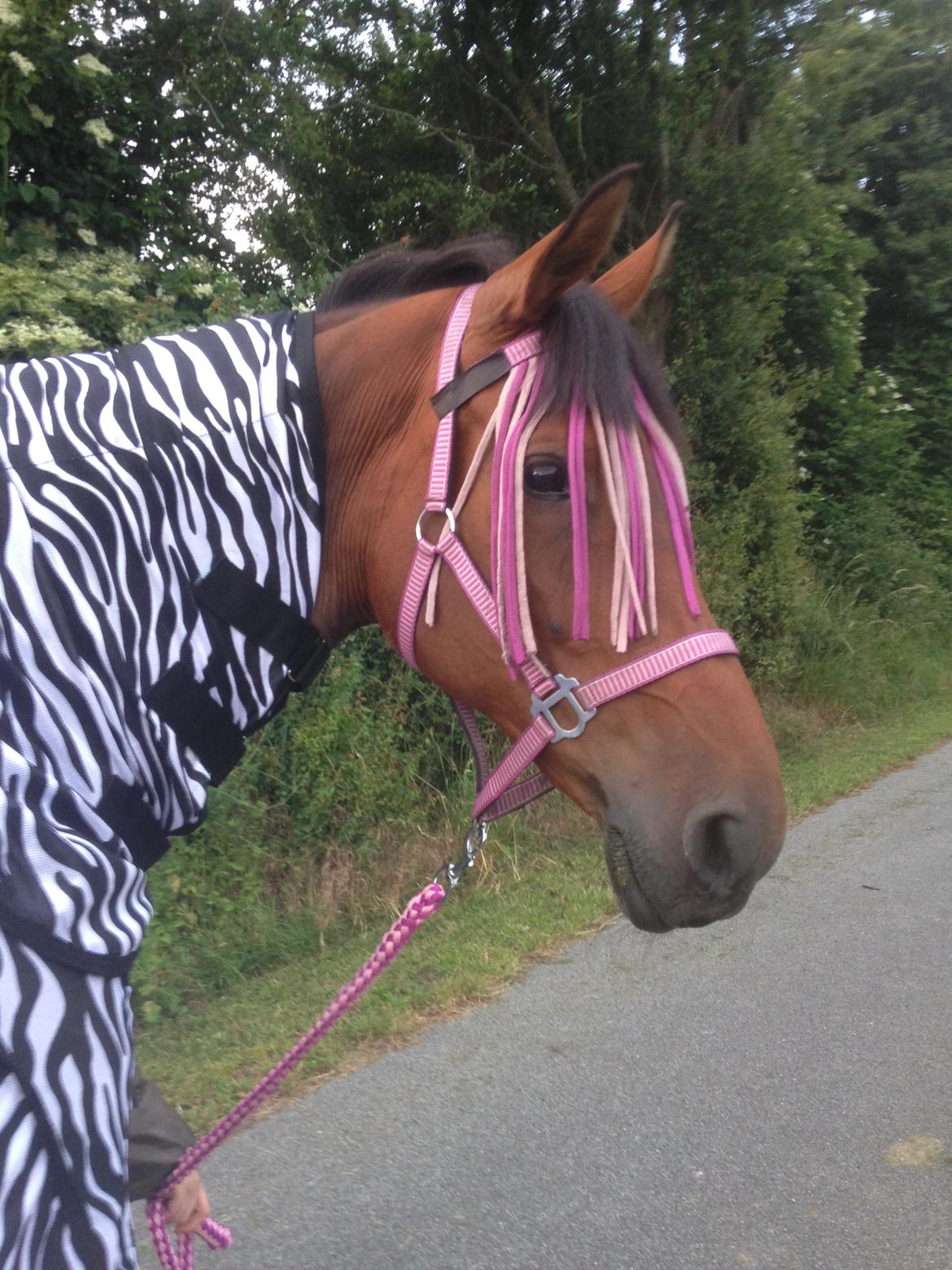 Hollandsk Varmblod Vuurpijl (Vega) - Beskyttet mod fluerne <3 sommer 2015 billede 5