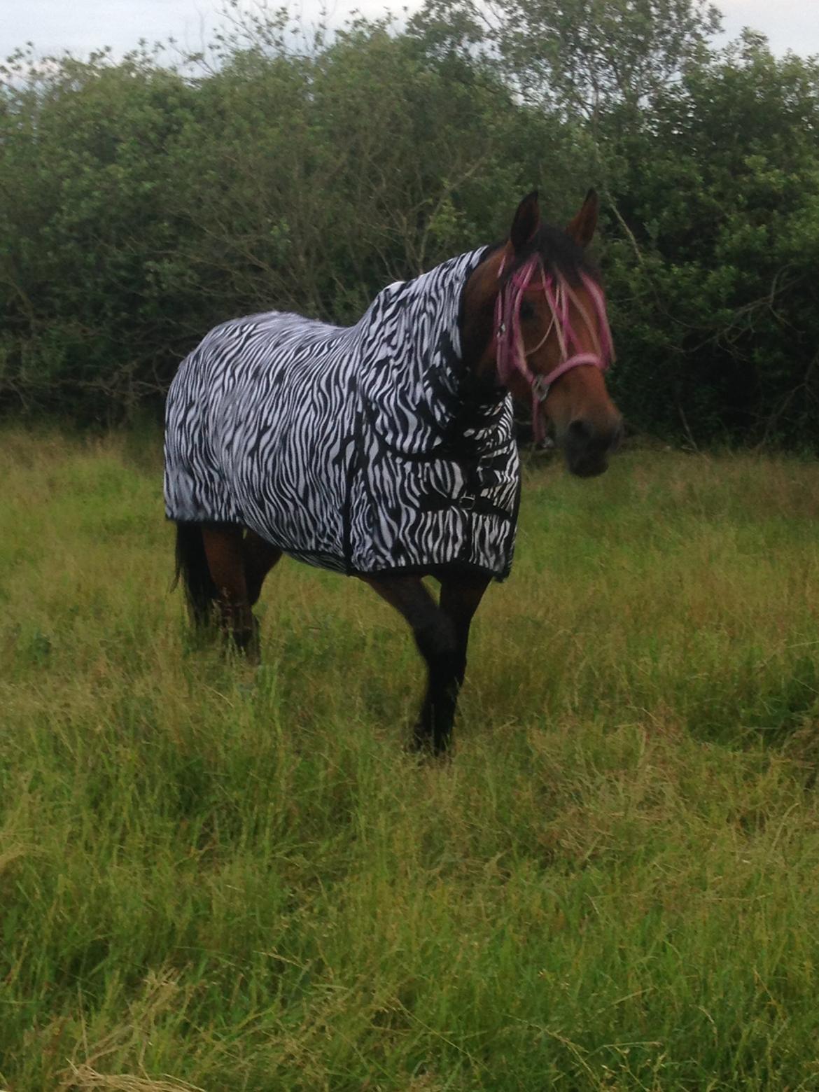 Hollandsk Varmblod Vuurpijl (Vega) - forklædt som zebra <3 sommer 2015 billede 6