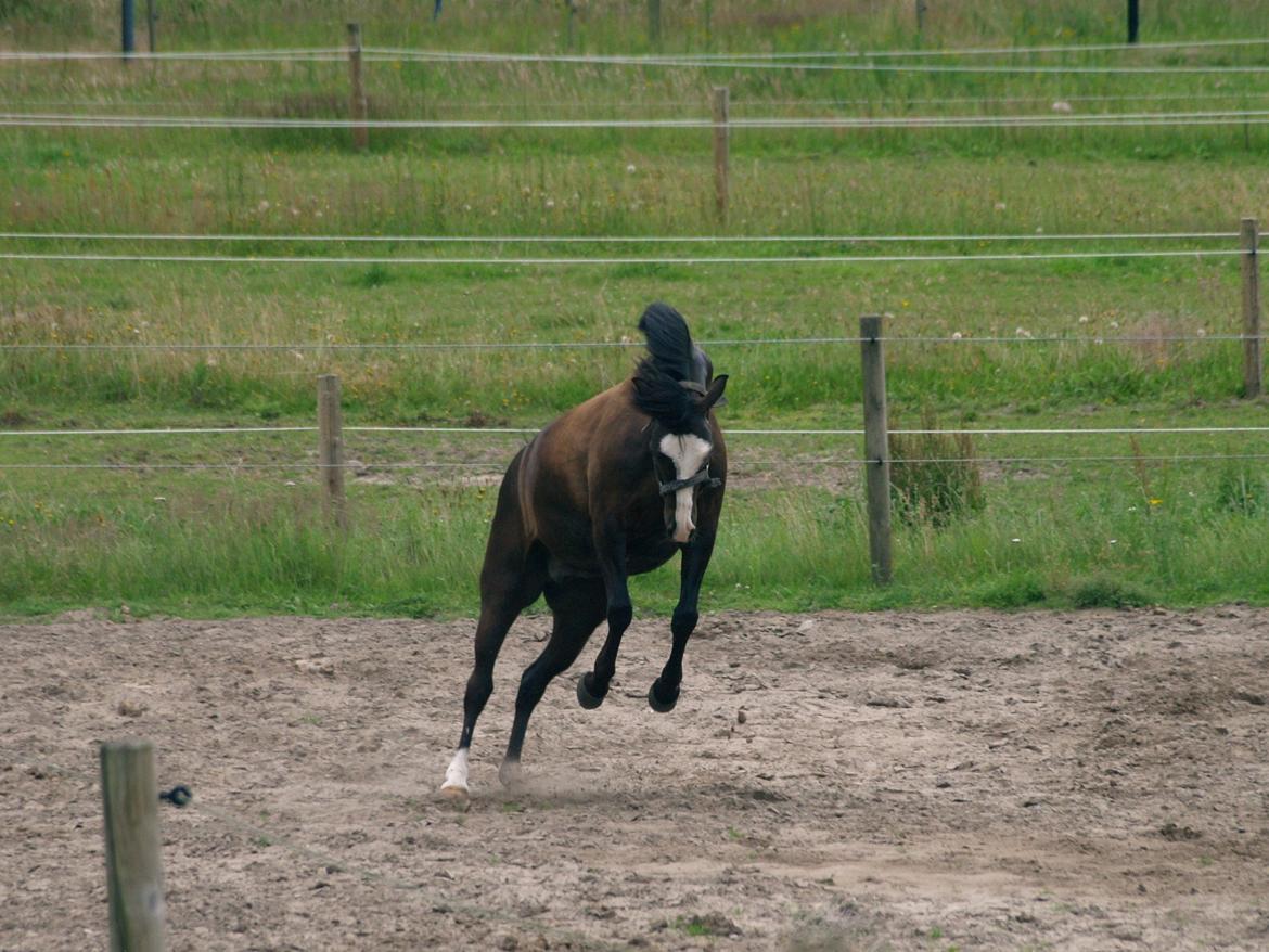 Welsh Partbred (Sec F) Hollywood's Bobby Brown  - Bobby nyder sin foldtid på dressurkursus - Sommer 2015 billede 15
