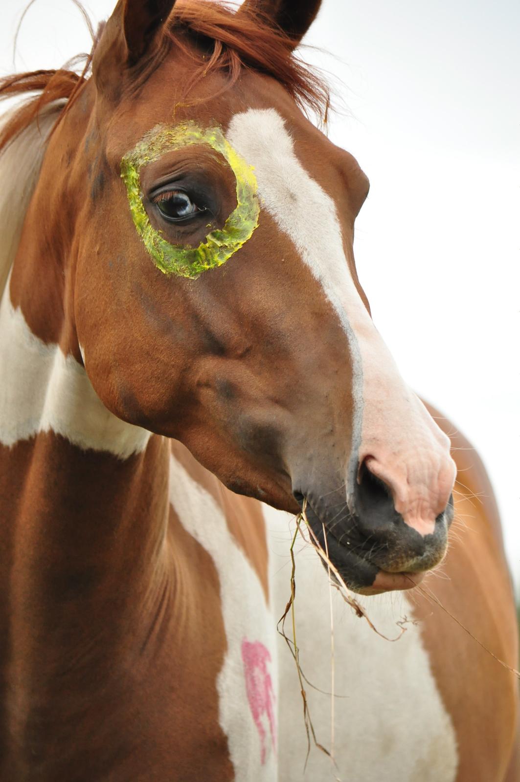 Anden særlig race Hope Silverstar - 2015 - Hope 3 år -  Schmatz Photgraphy billede 9