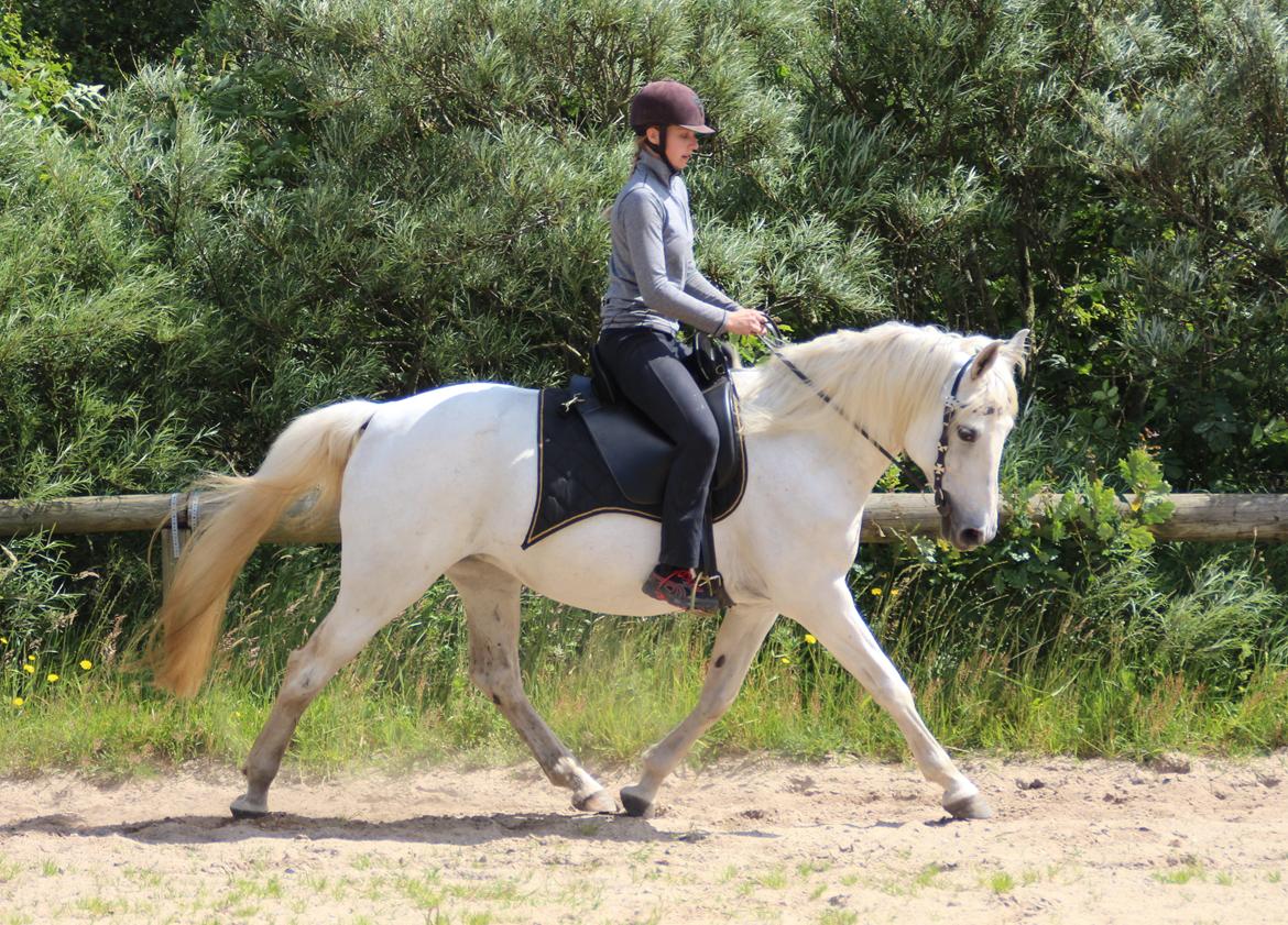 Anden særlig race Twenty - Taget af Christina Bak billede 14