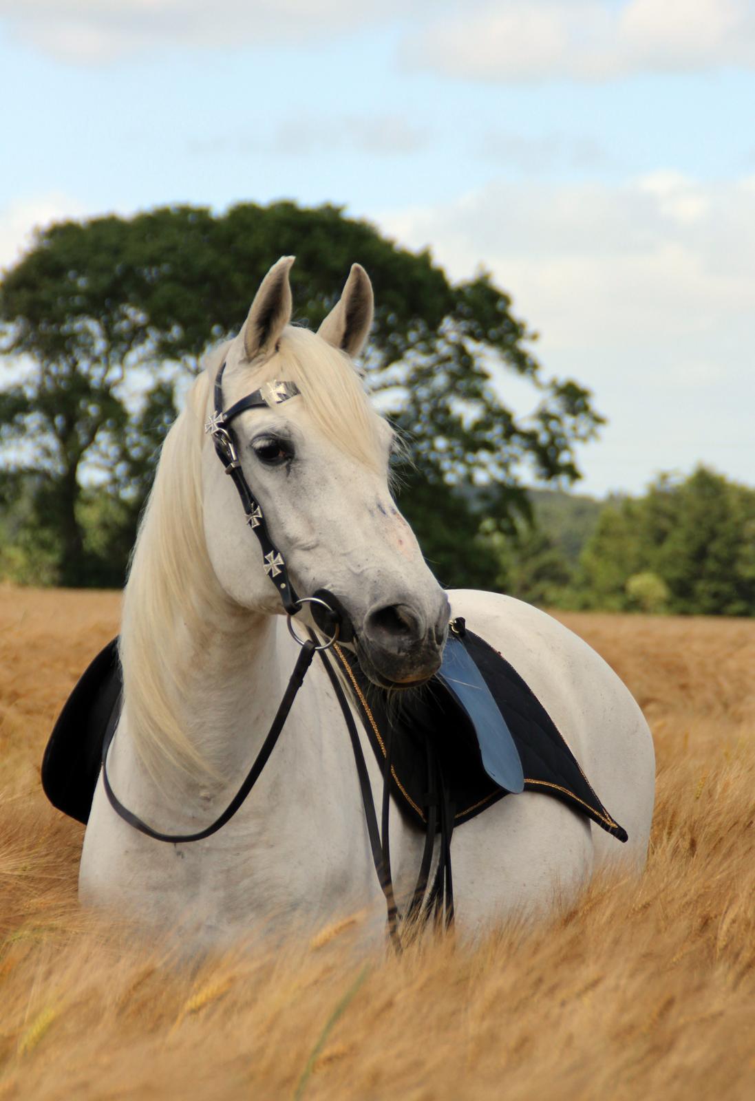 Anden særlig race Twenty - Taget af Christina Bak billede 15