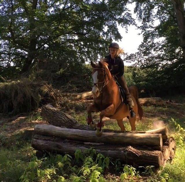 Arabisk fuldblod (OX) Lavina (tidligere hest) billede 20