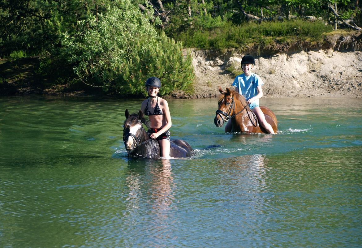 Welsh Partbred (Sec F) Hollywood's Bobby Brown  - Ude og bade i den kunstige sø, sammen med Anna og Kundu. Sommer 2015 billede 16