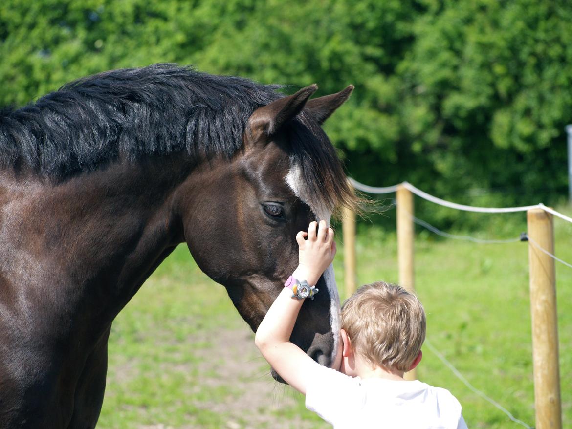 Welsh Partbred (Sec F) Hollywood's Bobby Brown  - Bobby og basse <3 Sommer 2015 billede 17
