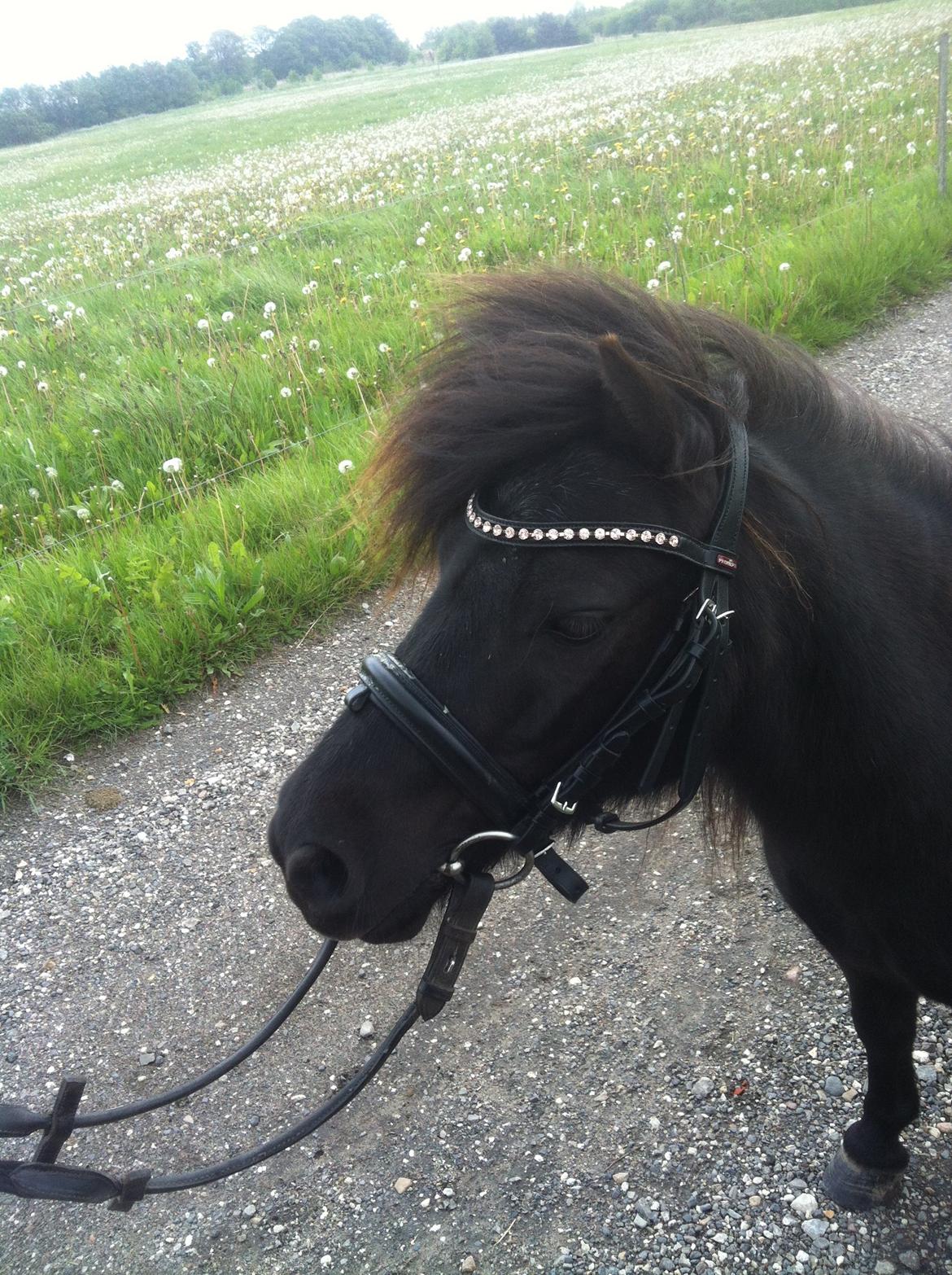 Shetlænder Nadi - Ude at gå tur med hendes nye trense <3 billede 1