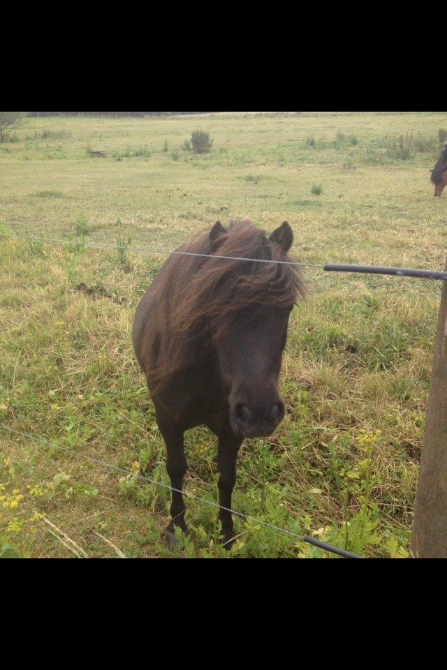 Shetlænder Nadi - Min lille baby du er savnet mere end noget andet her i livet <3 billede 2
