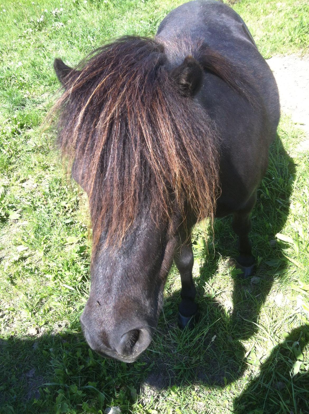 Shetlænder Nadi - Har du noget lækkert jeg kan få <3 billede 5