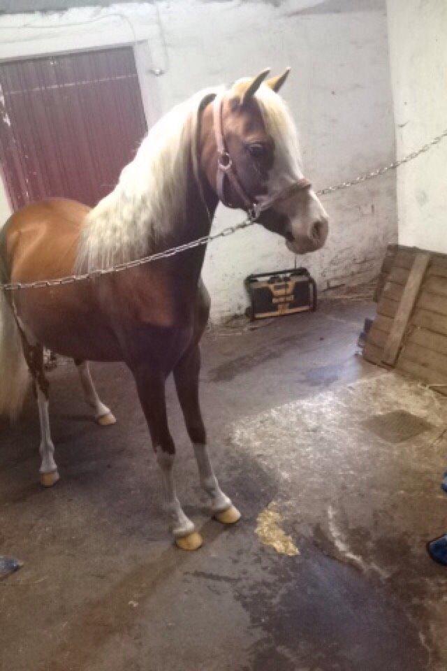 Anden særlig race Lilje billede 2