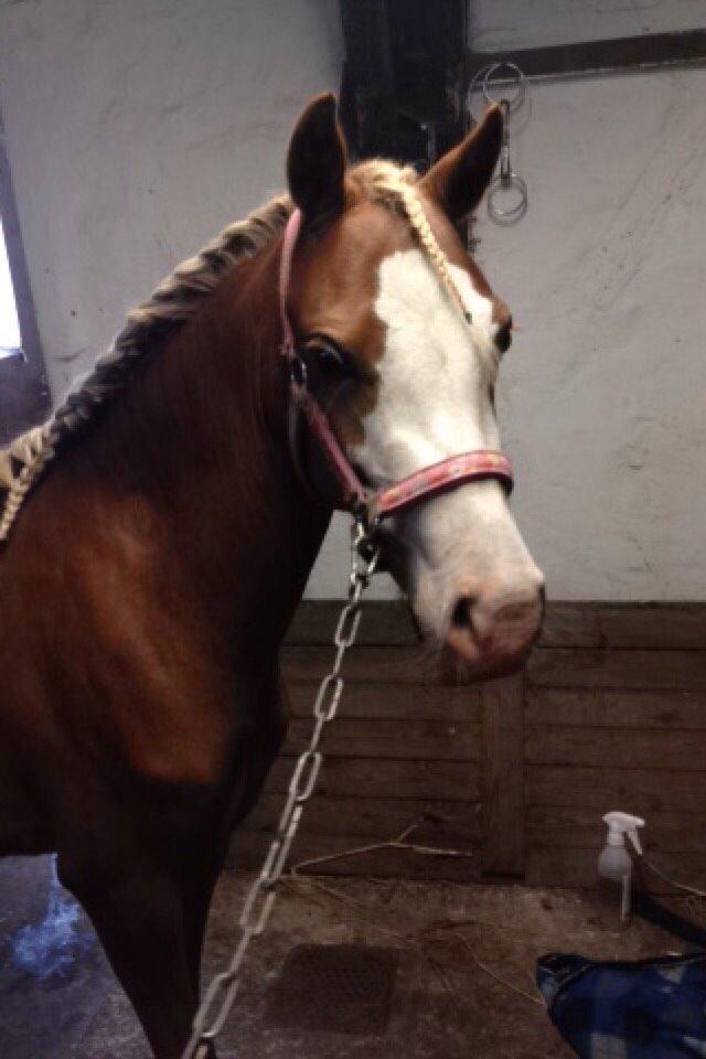 Anden særlig race Lilje billede 1