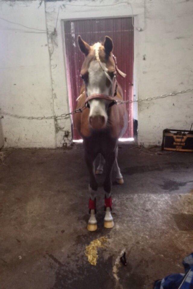 Anden særlig race Lilje billede 3