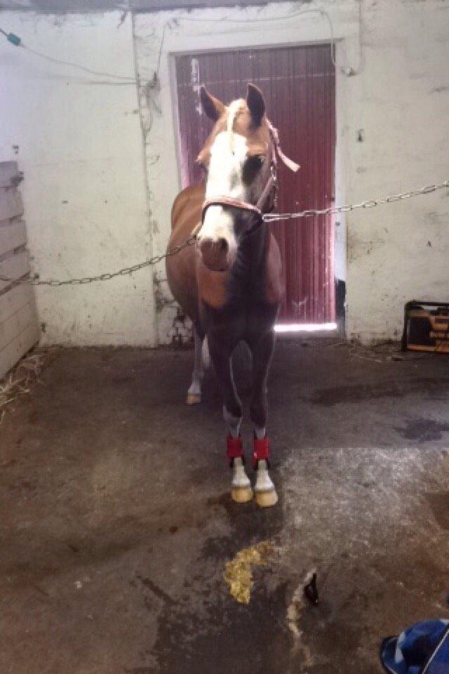 Anden særlig race Lilje billede 4