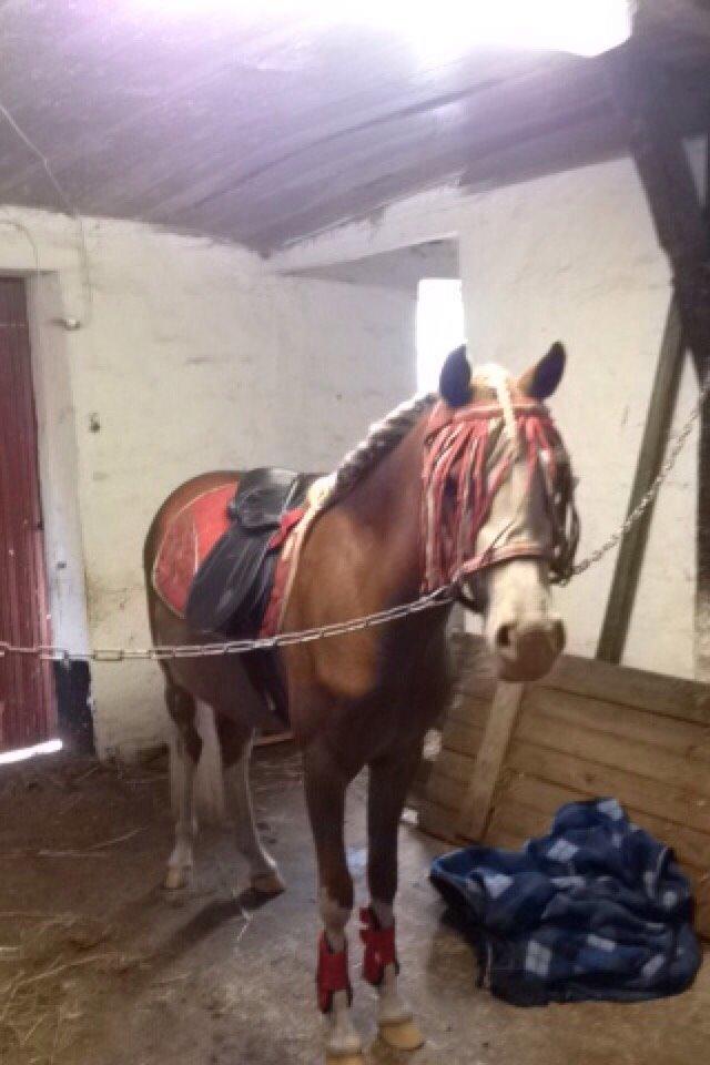 Anden særlig race Lilje billede 5