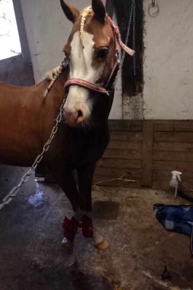 Anden særlig race Lilje billede 6