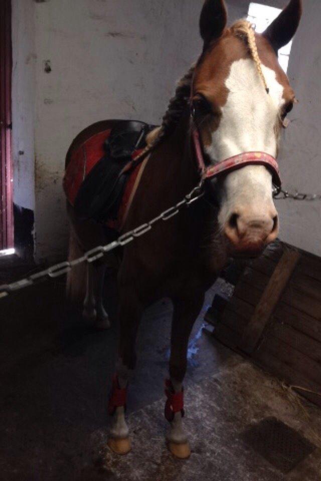 Anden særlig race Lilje billede 7