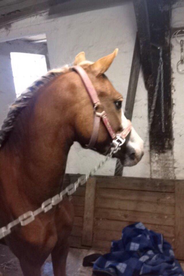 Anden særlig race Lilje billede 8