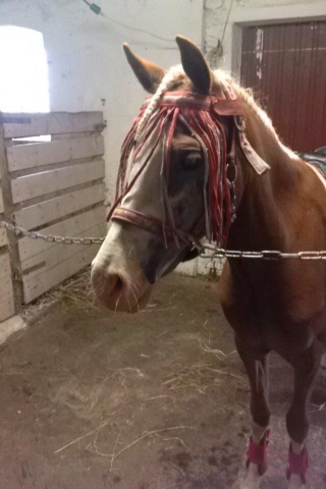 Anden særlig race Lilje billede 9