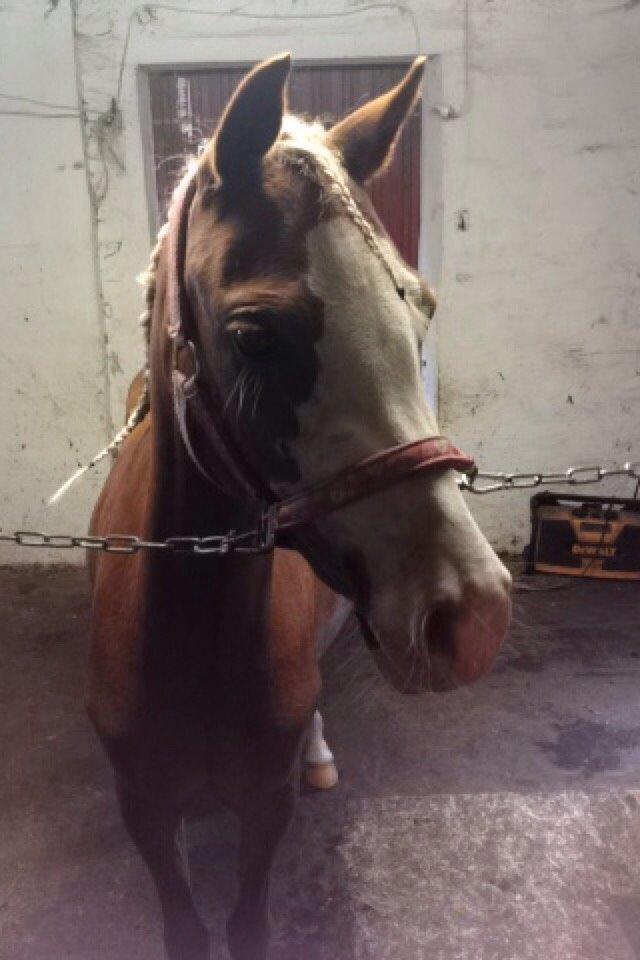 Anden særlig race Lilje billede 11