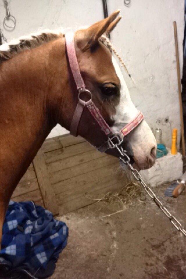 Anden særlig race Lilje billede 10