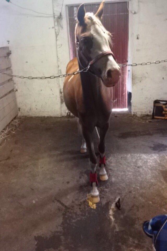 Anden særlig race Lilje billede 12