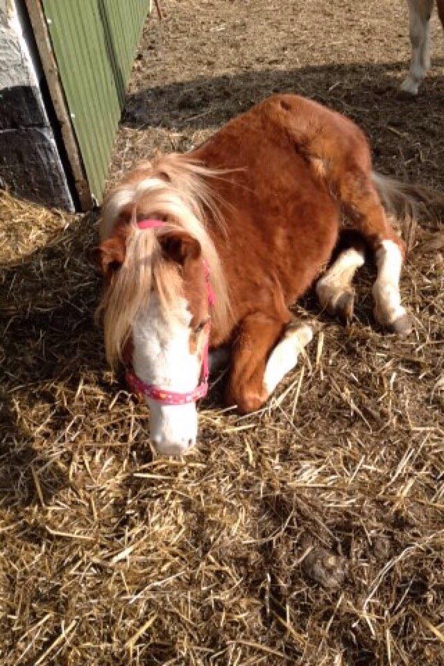 Anden særlig race Lilje billede 15