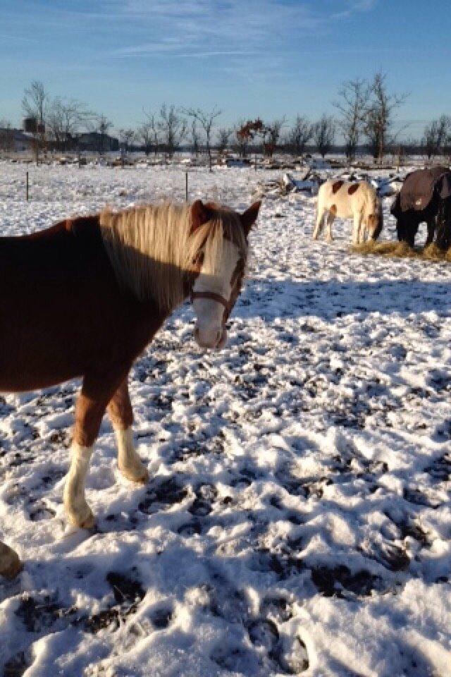 Anden særlig race Lilje billede 17