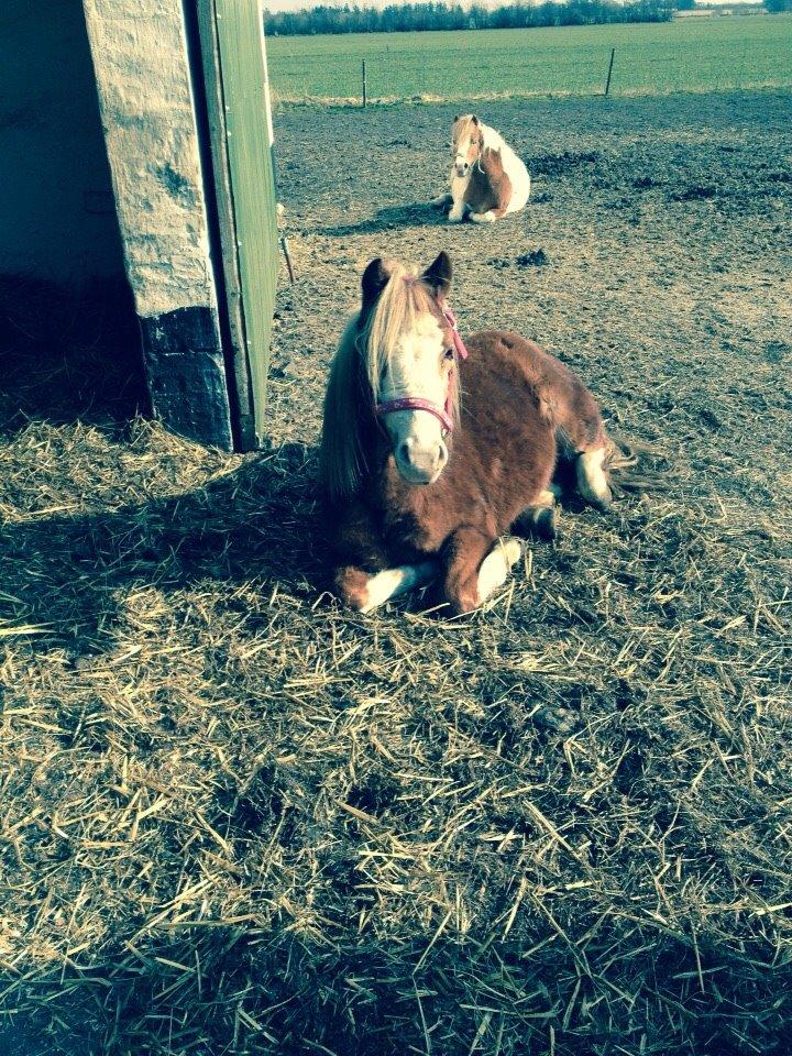Anden særlig race Lilje billede 16