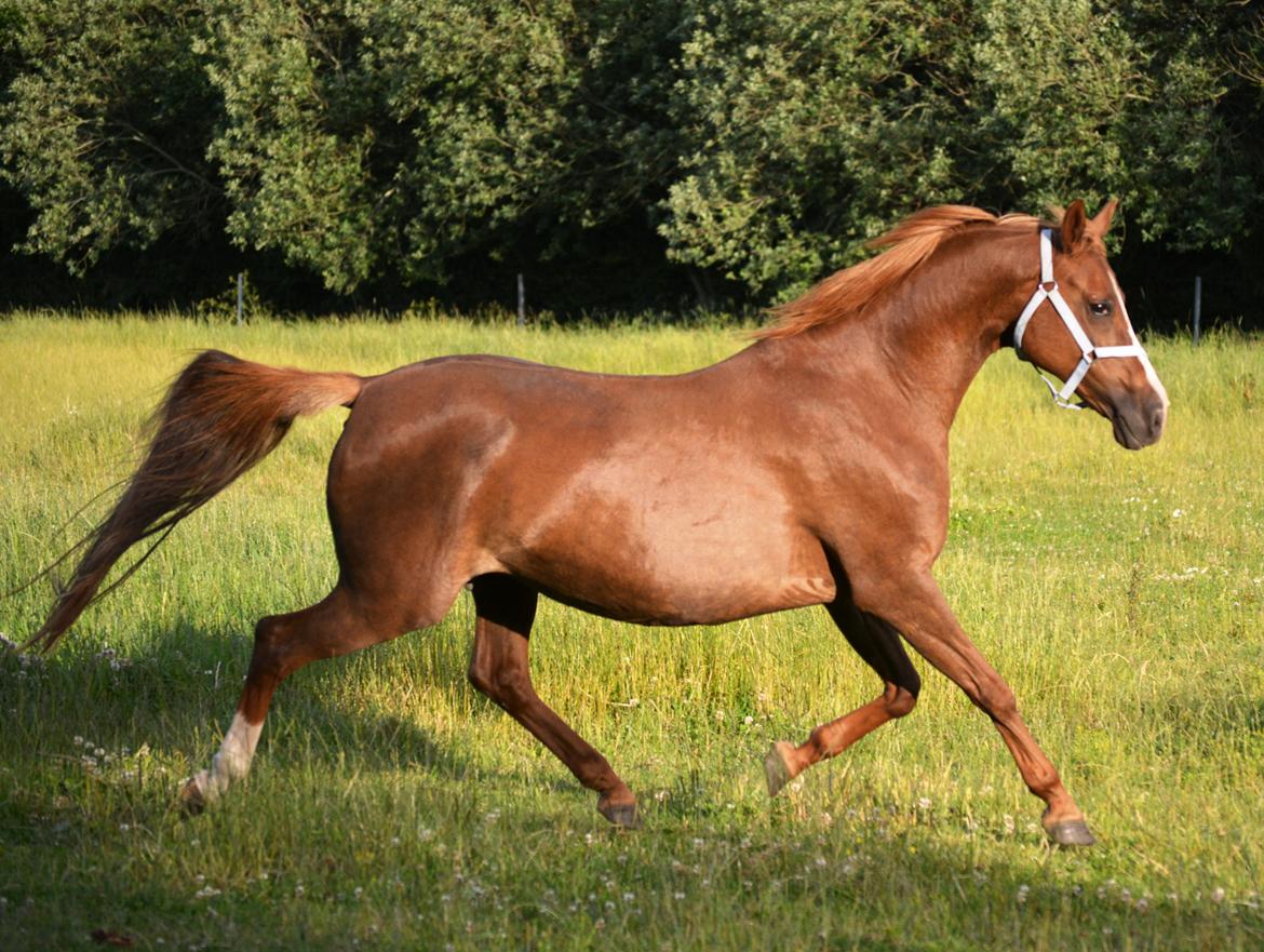 DSP Beverly EBSDH 224 billede 3